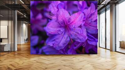 Purple royal azalea with bright color Wall mural