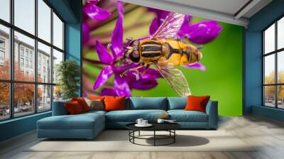 Bee collecting nectar from flower Wall mural