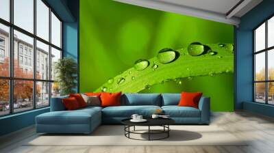 dew drops on a green grass Wall mural