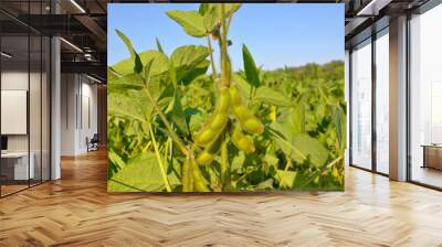 Soybean field, natural background from soybean plant. Wall mural