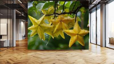 Starfruit native to Southeast Asia also known as Averrhoa Starfruit Wall mural