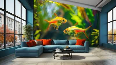 Two yellow and red aquarium fish black tetra in pond Wall mural