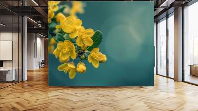 Yellow blooming barberry on green background Close up flower head Wall mural