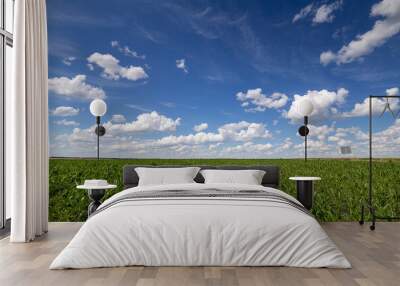 Blue Sky and white clouds above green Field corn, panoramic view. Beautiful scenic dynamic Landscape agricultural land. Beauty of nature. Agriculture. Cornfield. Growing vegetables on the farm. Wall mural