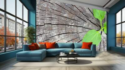 Ecology concept. Rising sprout plantain of old wood and symbolizes the struggle for a new life, border design panoramic banner. Wall mural