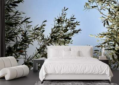 branches of a young olive tree with green olives against a clear blue sky. gardening. lush greenery Wall mural