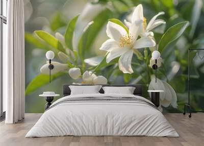 tropical flower neroli blossom Wall mural