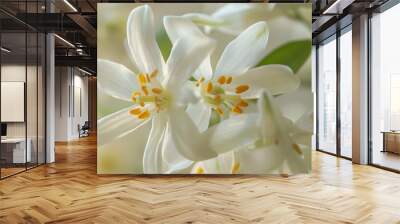 tropical flower neroli blossom Wall mural