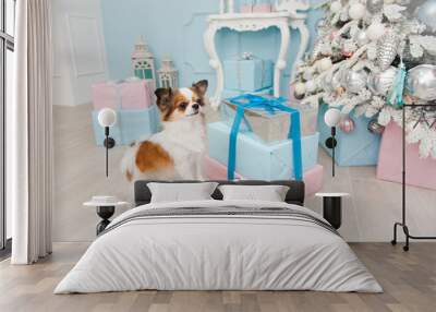 cute pet dog chihuahua standing on box with gifts in christmas decoration Wall mural