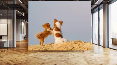 friendship concept of two small dogs chihuahua pets hugging each other standing on sand on blue sky with copyspace background embrace of love Wall mural