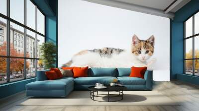 funny beautiful small kitty cat lying relaxing on white background with copyspace Wall mural