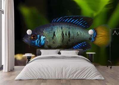 Peacock Cichlid - Native to Lake Malawi in Africa, known for their colorful, iridescent scales and outgoing personalities, they can be aggressive towards other fish (Generative AI) Wall mural