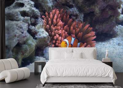 Orange ocellaris clownfish swimming in red rose bubble tip anemone on reef rock over white sand. Wall mural