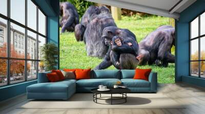 Chimpanzee with her young baby Wall mural