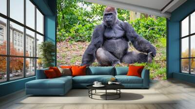 Male gorilla sitting on the ground Wall mural