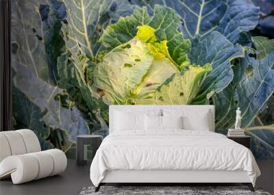 fresh cabbage growing in the garden Wall mural