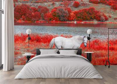 Horse at red nature . Animal in autumn  Wall mural