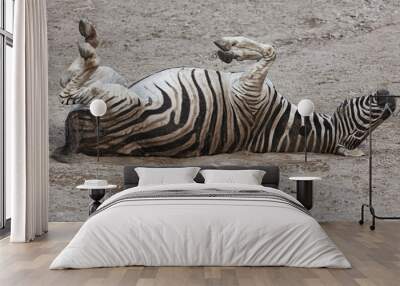 Zebra sleeping on the back . Tired animal Wall mural