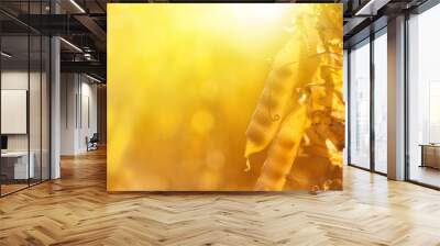 Rural landscape, banner - pea field in the rays of the summer sun, closeup with space for text Wall mural