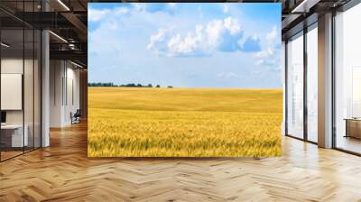 Rural landscape, panorama, banner - field of young wheat in the rays of the summer sun Wall mural