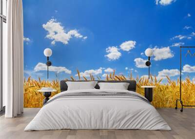 rural landscape, panorama, banner - view of the wheat field in the rays of the summer sun Wall mural