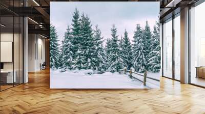 Rural winter landscape - view of the snowy pine forest in the mountains Wall mural