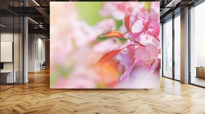 Spring background - pink flowers of apple tree on the background of a blooming garden. Horizontal banner with space for text Wall mural