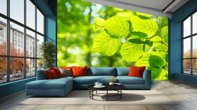 Spring landscape, background - view of the hazel leaves on the branch in the deciduous forest on a sunny day, close up, with space for text Wall mural