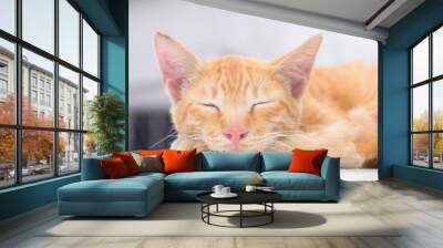 Cute cat, cat lying on the wooden floor in the background blurred close up playful cats Wall mural