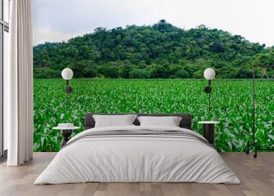 Corn crop field Landscap plant Wall mural