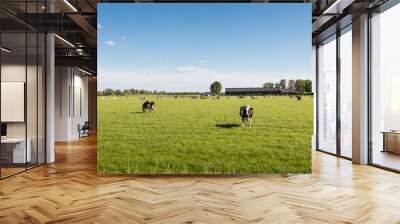 curiously looking cow in the sunny meadow Wall mural