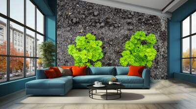 Curly garden parsley plants from above Wall mural