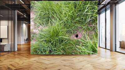 Mouse hole in the slope of a Dutch dike Wall mural