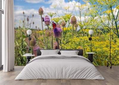 peacock butterfly visits a blooming wild teasel. dill and wild teasel plants were sown on the edge o Wall mural