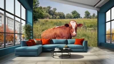 Red-and-white cow chews the cud while lying in the grass and looking at the photographer. There are countless flies on her head. It is a hot day in the Dutch spring season. Wall mural