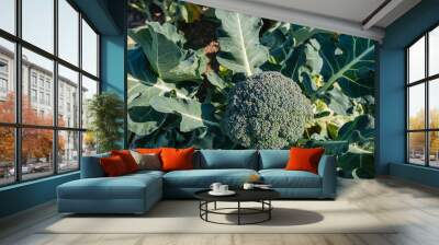 Ripe Broccoli plant  from above Wall mural