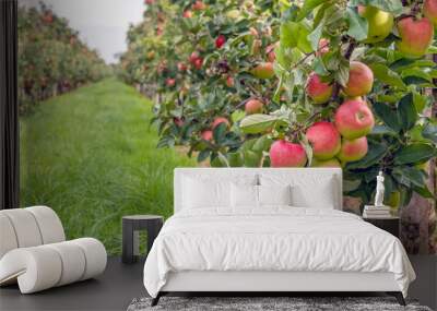 Ripe red apples ready to be picked in an apple orchard Wall mural