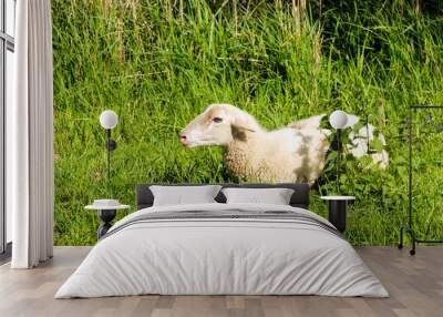 Young ruminating sheep lies in the fresh grass Wall mural