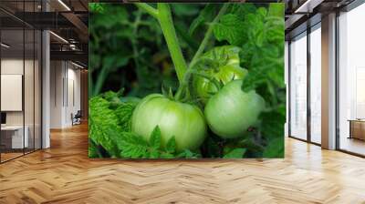 Green tomatoes on the branches of a plant Wall mural