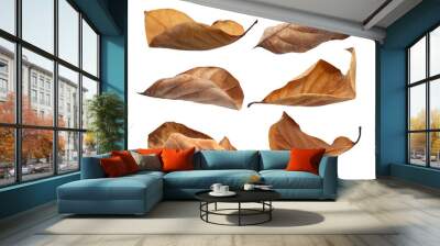 dry leaf or dead leaf isolated on white background Wall mural