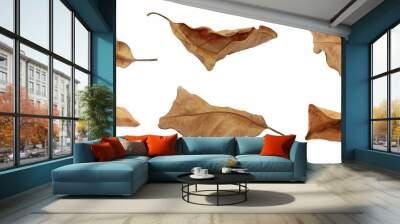 dry leaf or dead leaf isolated on white background Wall mural