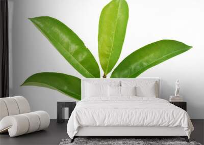 Soursop leaf isolated on white background Wall mural