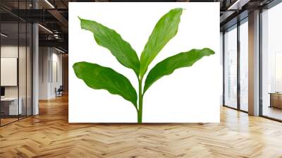 Turmeric leaf isolated on white background Wall mural