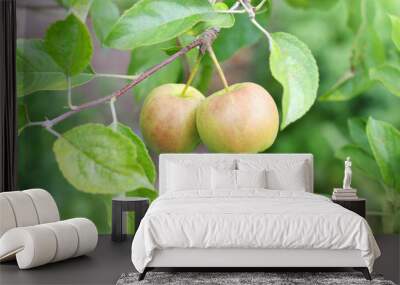 apple fruits in garden. Wall mural