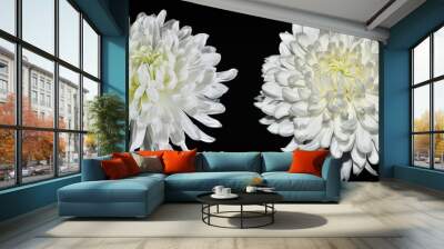 Two white chrysanthemum flowers close up, on black background isolated Wall mural