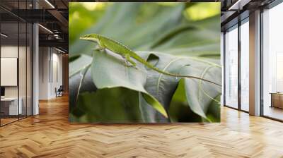 green anole lizard on a leaf Wall mural