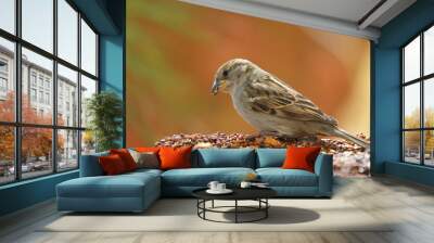 colorful wild bird eating from a bird seed block feeder Wall mural