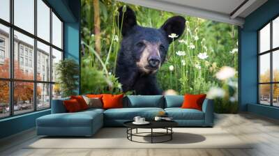 Amazing Black Bear foraging in morning light, Great Smokey Mountains, Tennessee  Wall mural