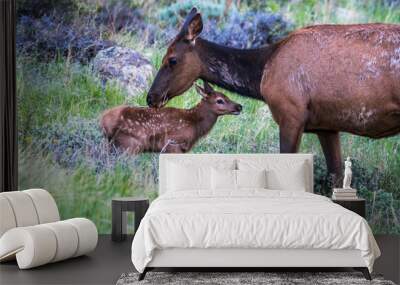 Baby Elk Wall mural