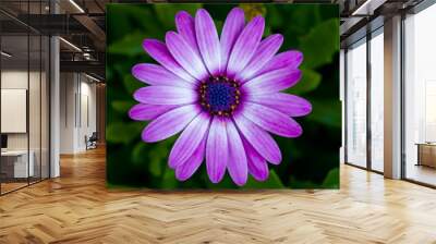 macro photo of flowers, purple daisy Wall mural